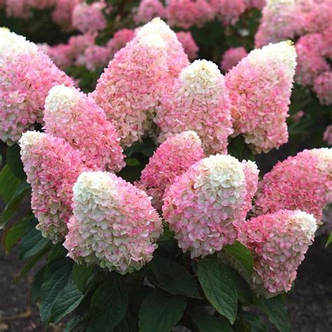 Magical® Ruby Snow Hydrangea | Plant Addicts