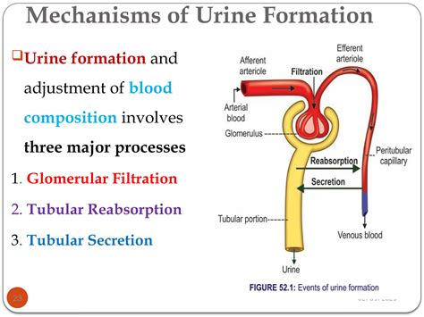Urinary system Physiology powerpoint.pptx - mechanism of urine formation ppt
