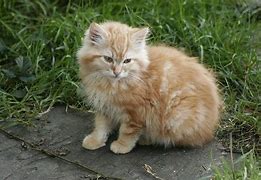 Image result for Cute Kitten Images