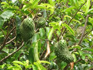 ASPEN 2 Rare Soursop Live Plant | Mullu Seetha | Lakshman Phal Live ...