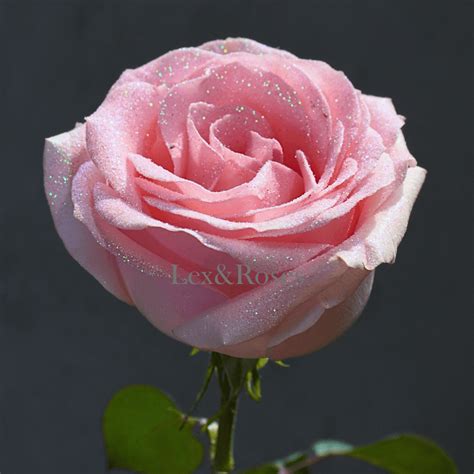 Glitter Pink Roses - Lex&Roses