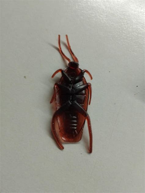 Image result for Cockroach Prank Videos