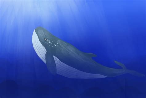 鲸落，深海中的温柔孤岛（分享） - 每日头条