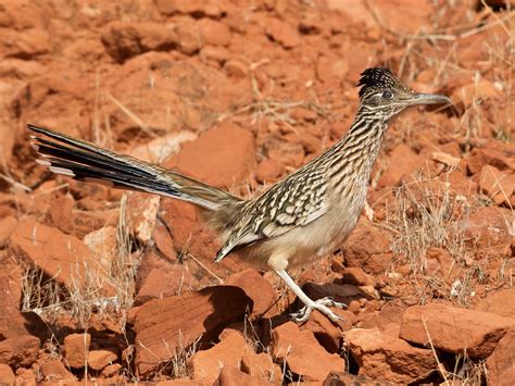 Road Runner Range 的图像结果
