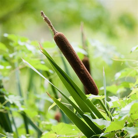 Cattails Plant