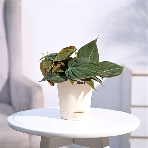 Ugaoo Philodendron Micans Plant with Self Watering Pot | Supertails