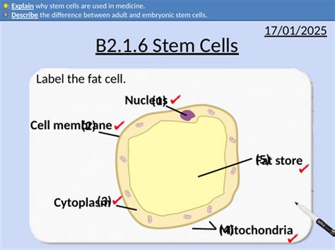 Stem Cells Free Science Lessons 的图像结果