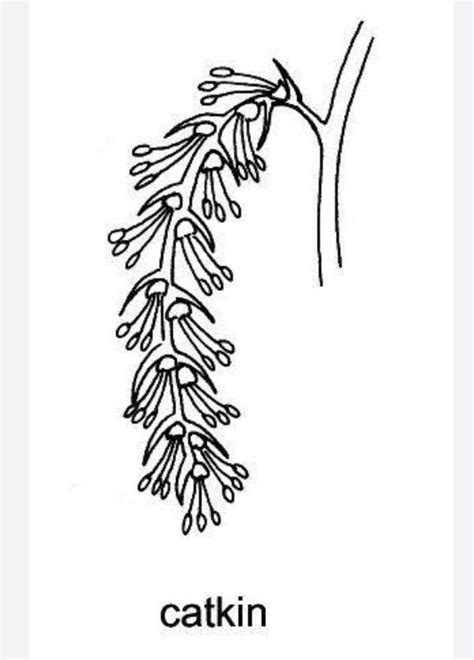 Is Catkin Inflorescence an example of Positive Geotropism This is my ...