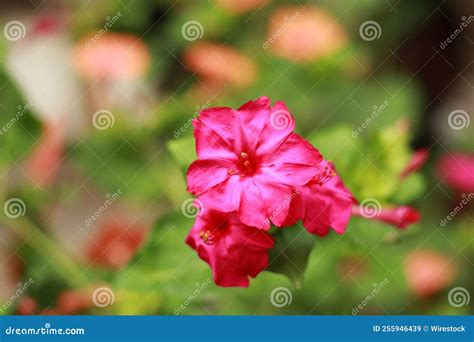 Closeup of a Beautiful Marvel-of-peru Flower in a Garden Stock Image ...