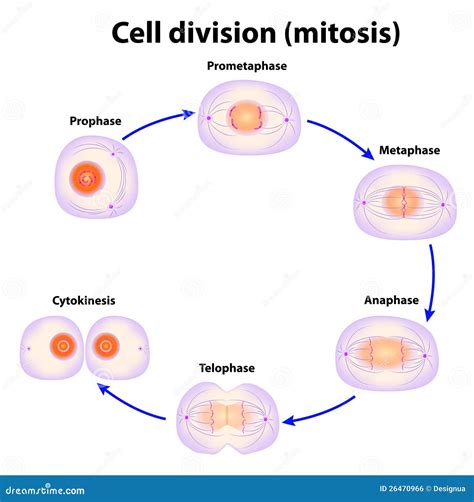 Cell Division Cartoon Vector | CartoonDealer.com #23554925