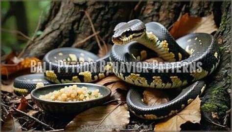 Ball Python Behavior 的图像结果