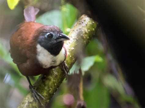 White-bibbed Babbler - eBird