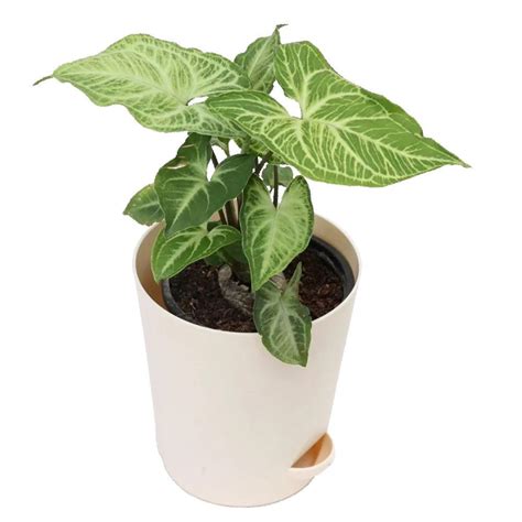 Syngonium Plant In White Pot | Archies