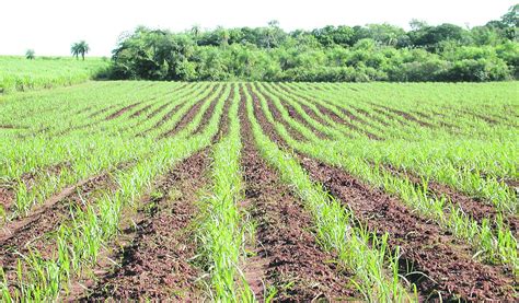 La Caña de Azúcar, Conoce sus Características