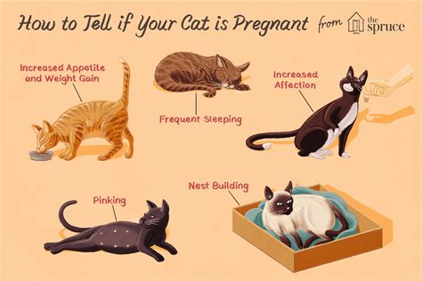 Comment puis-je savoir si ma chatte est enceinte