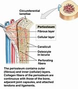 Image result for periosteum