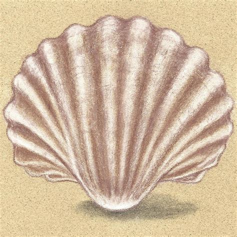 Image result for Easy Simple Shell Drawing