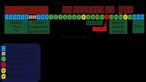 Image result for Fibronectin Chemical Structure