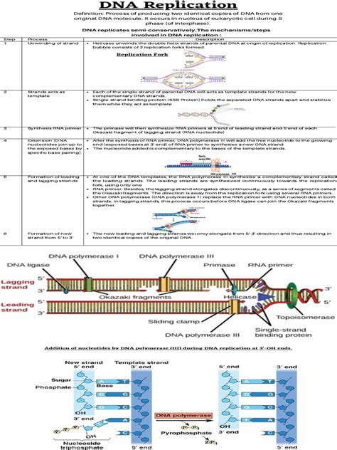 Image result for BioRap DNA Replication