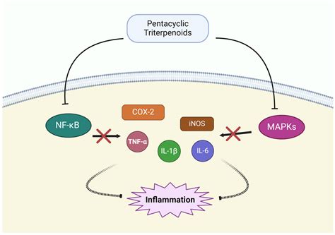 The Role of Pentacyclic Triterpenoids in Non-Small Cell Lung Cancer ...