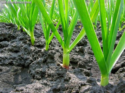 又到大蒜种植季，5个蒜农总结的种植要点，第5点一定要看_土壤