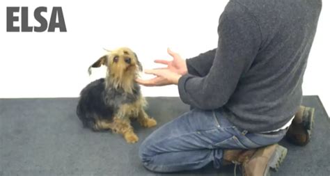 Magic Tricks for Dogs 的图像结果