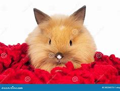 Image result for Found Baby Rabbit