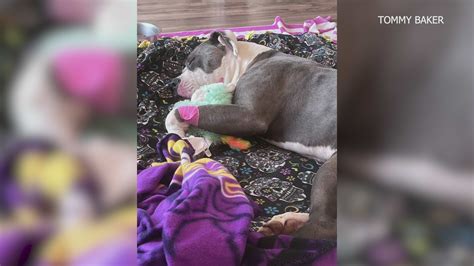 Can Bee Stings Kill Dogs