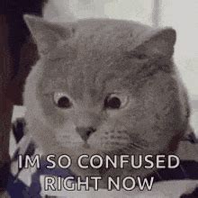Confused Cat GIFs | Tenor