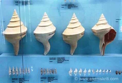 Sea Shell Museum Mahabalipuram