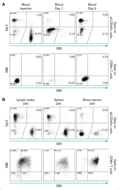 Image result for Faces CD3
