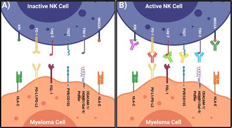 Frontiers | All About (NK Cell-Mediated) Death in Two Acts and an ...