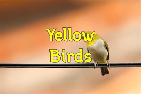 43 Types of Yellow Birds (Pictures and Identification)