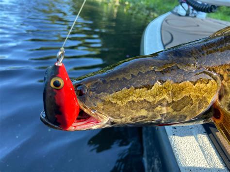 Bowfin vs Snakehead | Field & Stream
