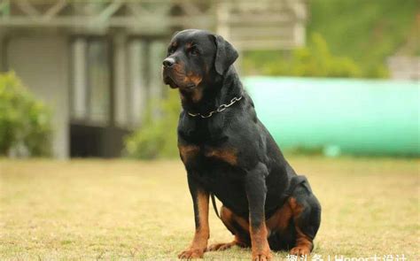 罗威纳猛犬的由来！你喜欢它吗？-搜狐大视野-搜狐新闻