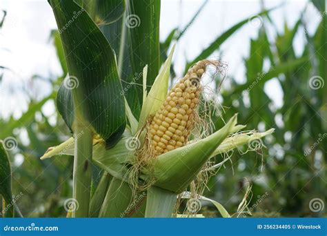 Close-up View of a Corn Plant Growing with Green Leaves Stock Image ...