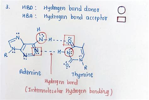 [Solved] 3. In the A-T base pair below, add lone pairs of electrons ...