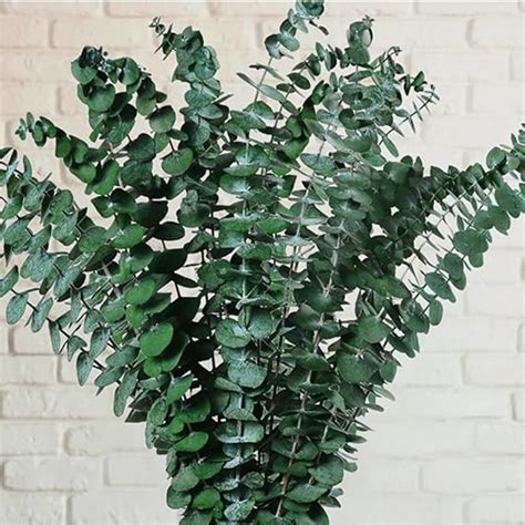 Buy HOMESAKE Set of 10 Dried Eucalyptus Sticks - 50.8cm from Homesake ...
