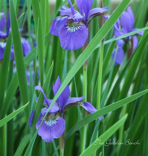 Grow Siberian iris from seed | Trees to plant, Growing seedlings ...