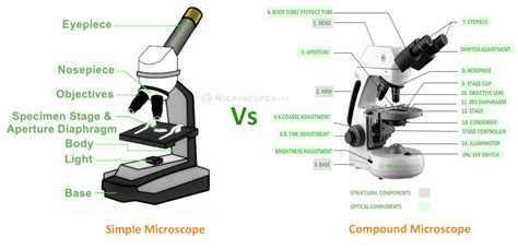 Image result for Simple Microscope and Compound