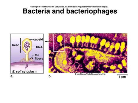 DNA Modell 的图像结果