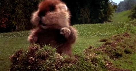 Push Button Caddyshack Dancing Gopher 的图像结果