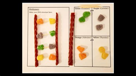 Making DNA Models 的图像结果