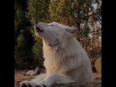 Image result for Coolest Wolves Howling