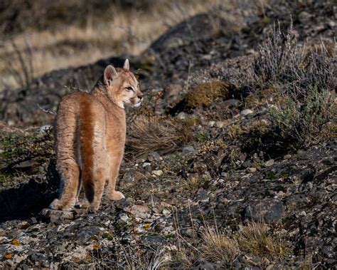 The Cats Of Torres del Paine National Park In Patagonia, Chile