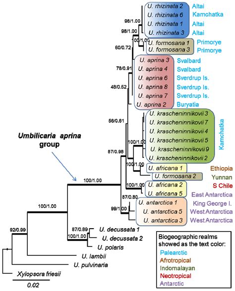Multilocus Molecular Phylogeny of the Umbilicaria aprina Group ...