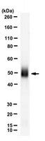 Anti-West Nile Virus/Kunjin Antibody, Envelope Antibody, clone 3.91D ...