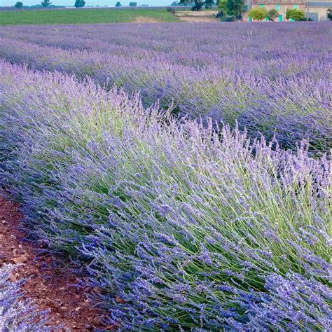 Lavandula dentata var. candicans - Grey Leaved French Lavender – Plants ...