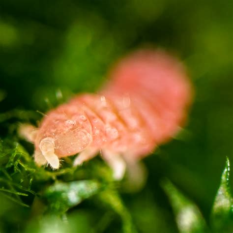 Image result for Yellow Spring Tails