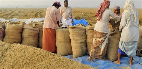 இந்தியாவின் அரிசி ஏற்றுமதி தடையால் நெருக்கடிக்கு உள்ளானது அமெரிக்கா ...